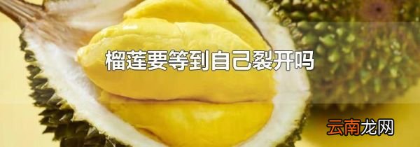 榴莲要等到自己裂开吗