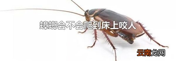 蟑螂会不会爬到床上咬人