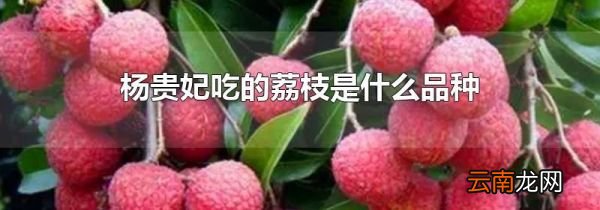 杨贵妃吃的荔枝是什么品种