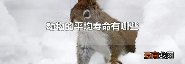动物的平均寿命有哪些