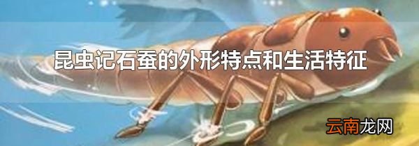 昆虫记石蚕的外形特点和生活特征
