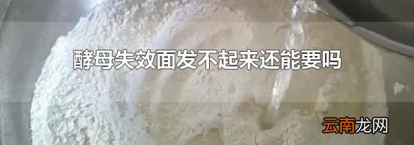 酵母失效面发不起来还能要吗