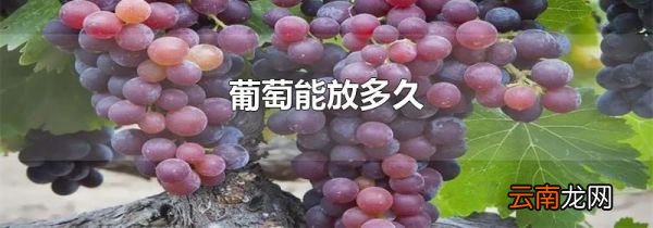 葡萄能放多久