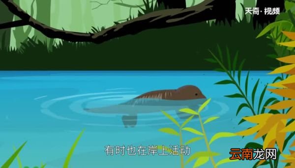 娃娃鱼是什么动物 什么是娃娃鱼