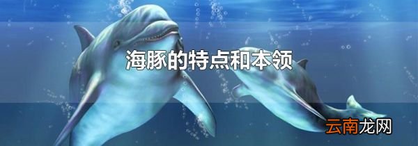 海豚的特点和本领