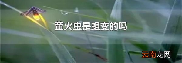 萤火虫是蛆变的吗