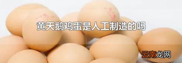 黄天鹅鸡蛋是人工制造的吗