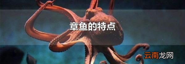章鱼的特点