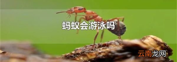 蚂蚁会游泳吗
