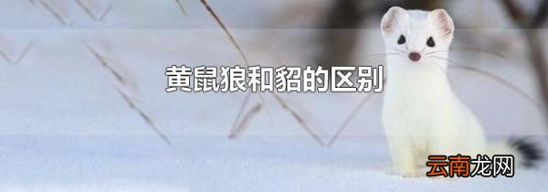 黄鼠狼和貂的区别