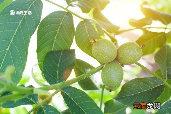 核桃树枝煮鸡蛋的功效与作用 核桃树枝煮鸡蛋的功效
