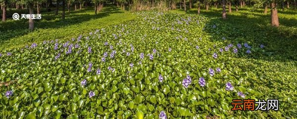 水葫芦为什么被称为绿色疯子 水葫芦被称为绿色疯子原因