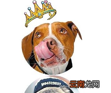 世界上最丑的狗