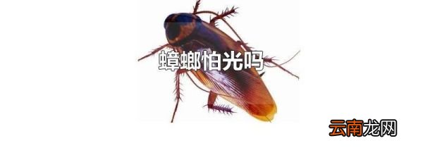 蟑螂怕光吗