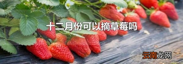 十二月份可以摘草莓吗