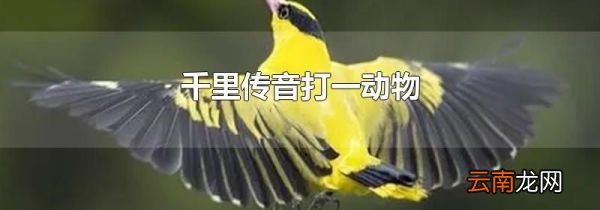 千里传音打一动物