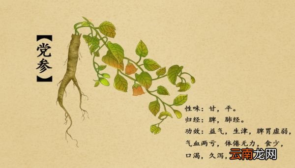 黄芪的最佳搭配 黄芪和什么配着喝好