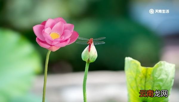 周敦颐的爱莲说中出淤泥而不染的下一句是什么 周敦颐爱莲说的诗句