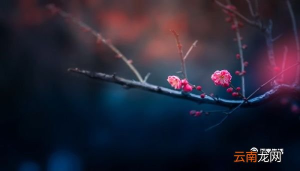 梅花这首诗表达了什么感情 梅花的中心思想是什么