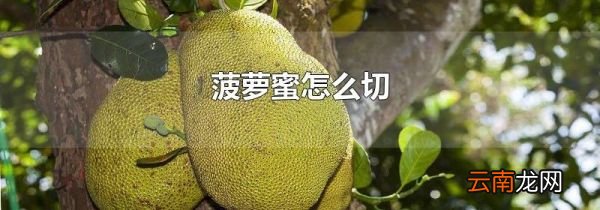 菠萝蜜怎么切