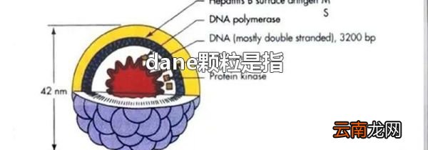 dane颗粒是指