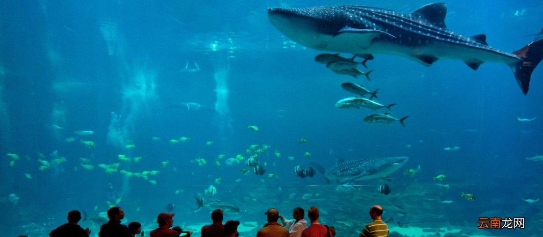 世界上最大的水族馆