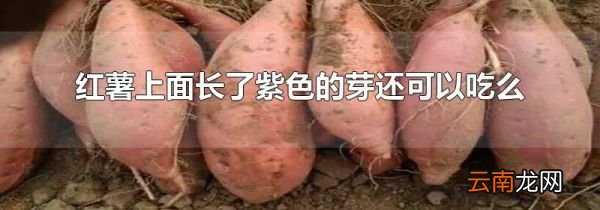 红薯上面长了紫色的芽还可以吃么