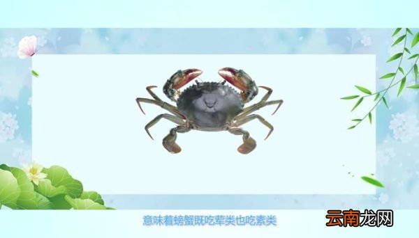 螃蟹吃什么螃蟹吃什么食物