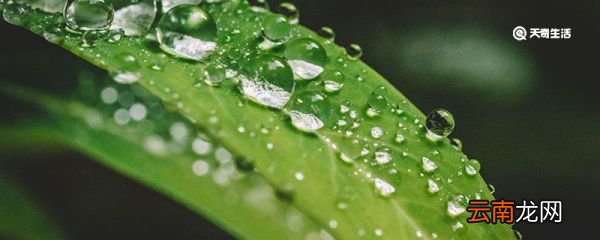 白露的物候现象和农事活动 白露的物候现象