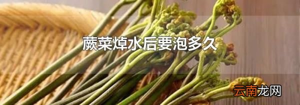 蕨菜焯水后要泡多久