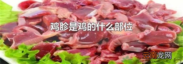 鸡胗是鸡的什么部位