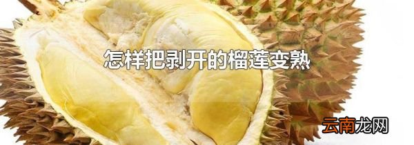 怎样把剥开的榴莲变熟