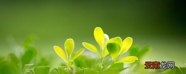 光合作用的原理 光合作用的原理是什么