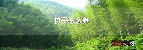 竹子怎么养