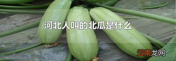 河北人叫的北瓜是什么
