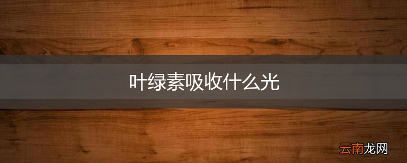 叶绿素吸收什么光