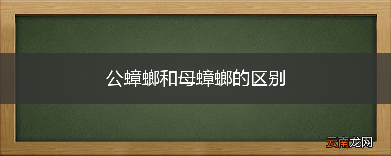 公蟑螂和母蟑螂的区别