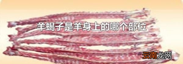 羊蝎子是羊身上的哪个部位