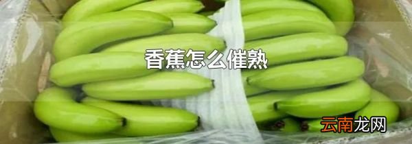 香蕉怎么催熟