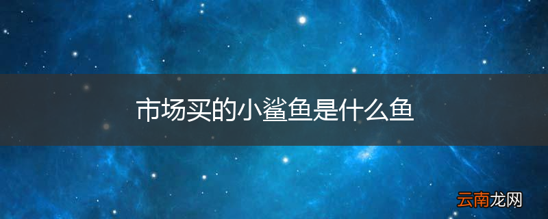 市场买的小鲨鱼是什么鱼