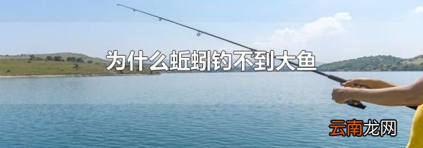 为什么蚯蚓钓不到大鱼
