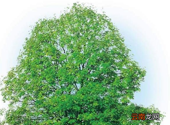 世界上最高的树