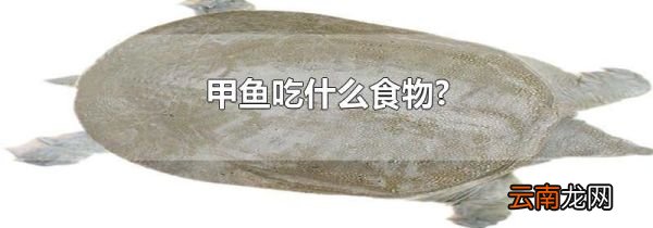 甲鱼吃什么食物?