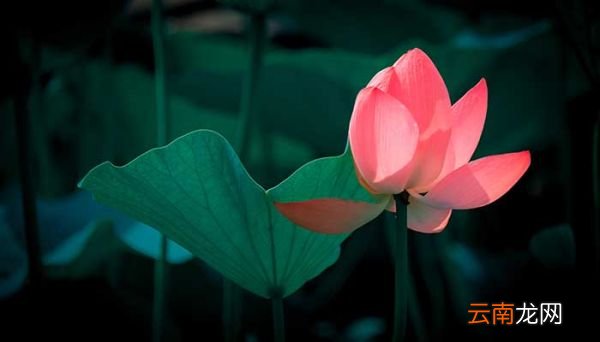 夏至有什么现象 夏至有什么特点