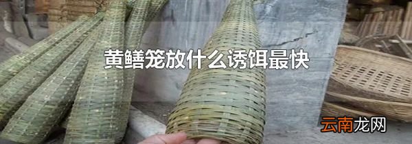 黄鳝笼放什么诱饵最快