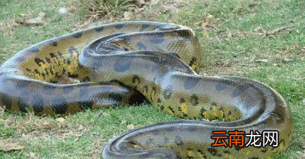世界上最大的蟒蛇