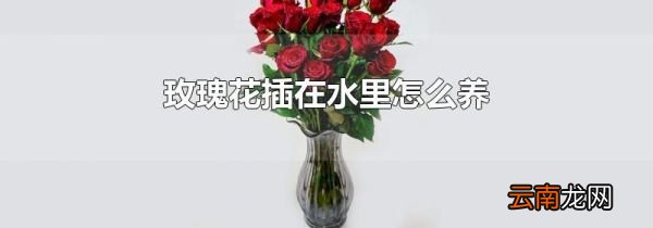 玫瑰花插在水里怎么养