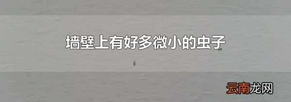 墙壁上有好多微小的虫子