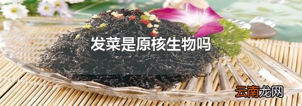 发菜是原核生物吗