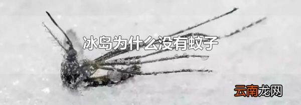 冰岛为什么没有蚊子